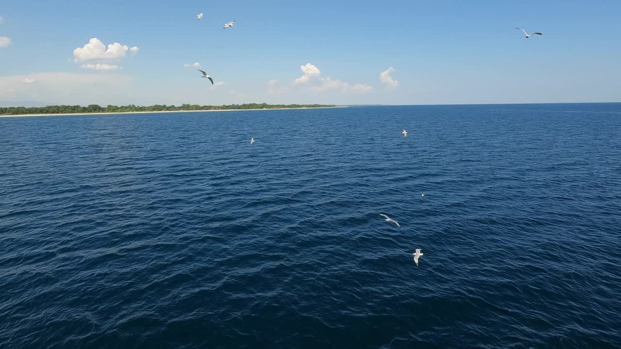 在爱琴海上空飞翔的海鸥视频素材