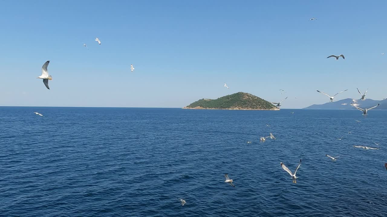 在爱琴海上空飞翔的海鸥视频素材