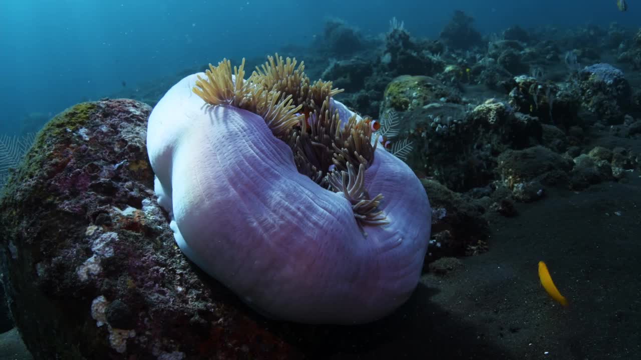 海洋生物。视频素材