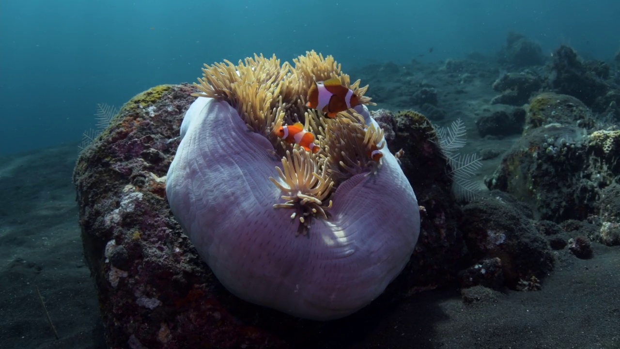 海洋生物视频素材