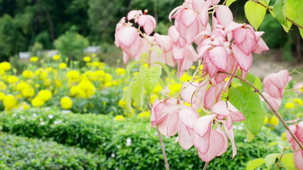 美丽的花粉红色的mussaenda philippica sirikit花。视频素材