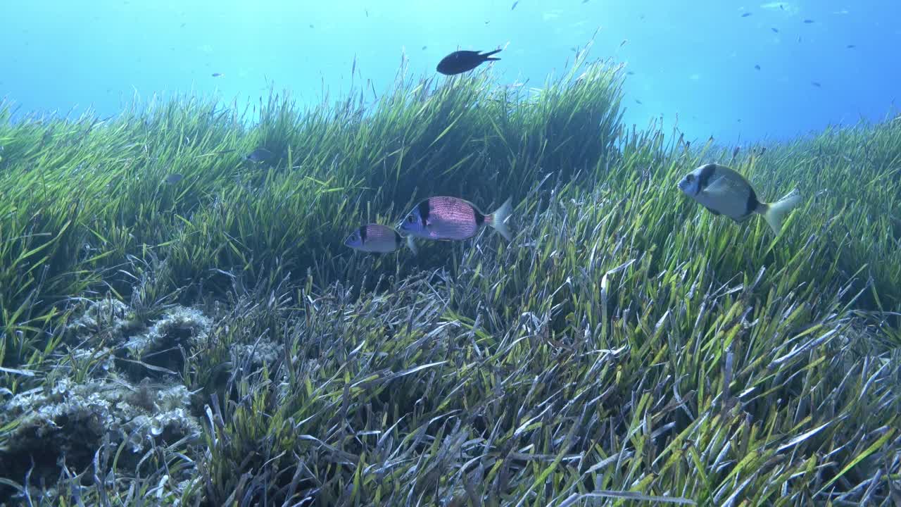 水下自然-海底波西多尼亚视频素材