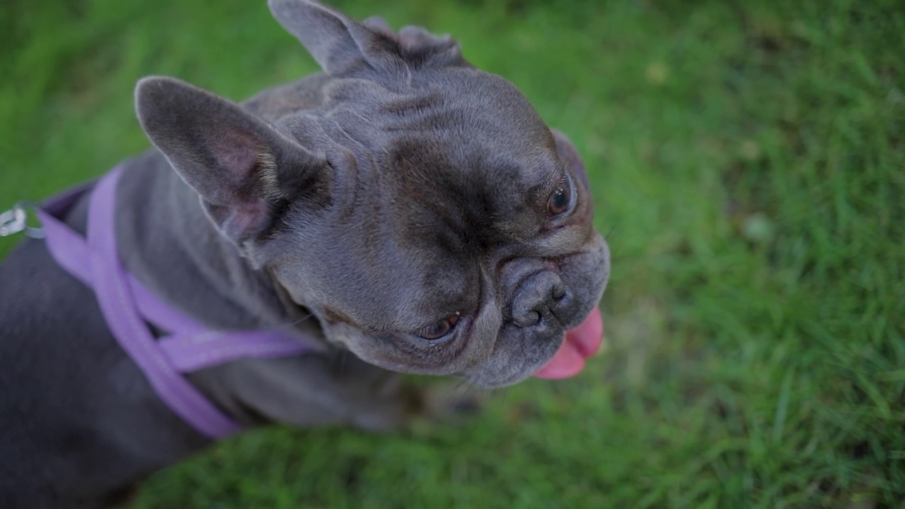 好玩的法国斗牛犬视频素材