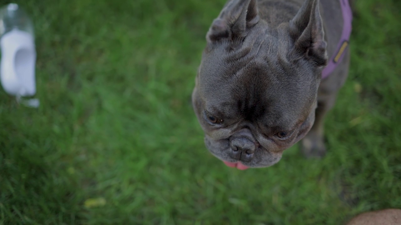 好玩的法国斗牛犬视频素材