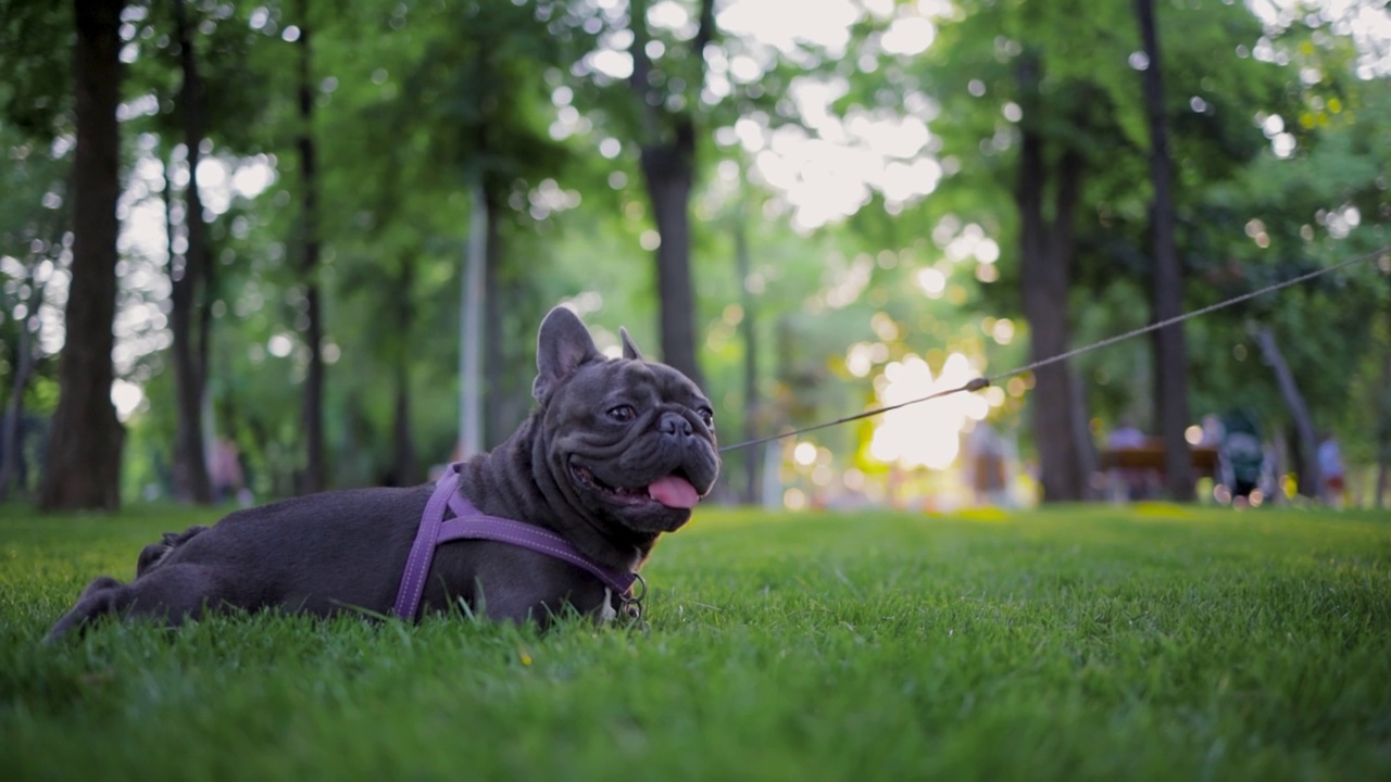 好玩的法国斗牛犬视频素材