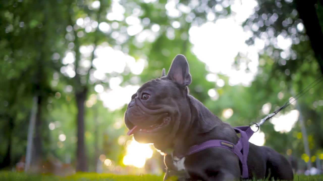 好玩的法国斗牛犬视频素材