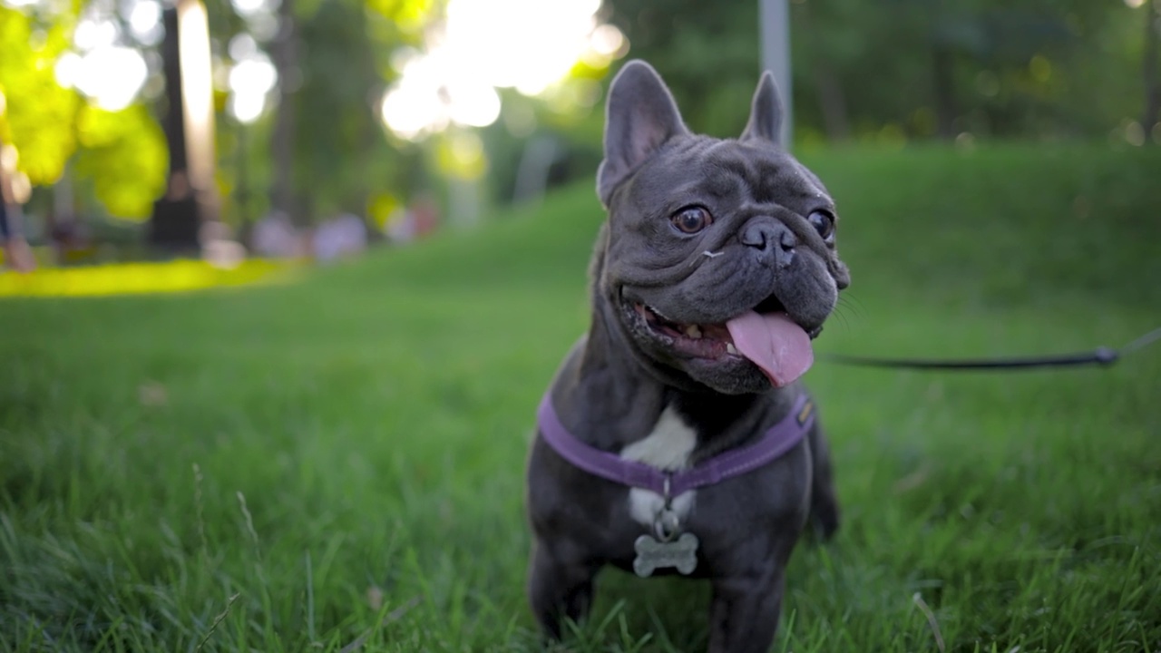 好玩的法国斗牛犬视频素材