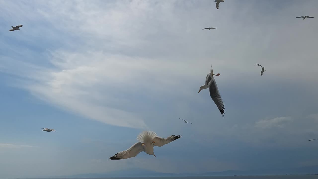 一群飞翔的海鸥视频素材