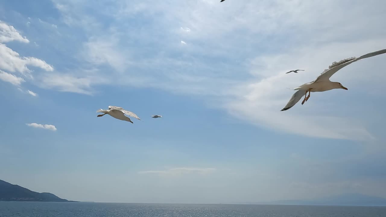 海鸥在海面上飞翔视频素材