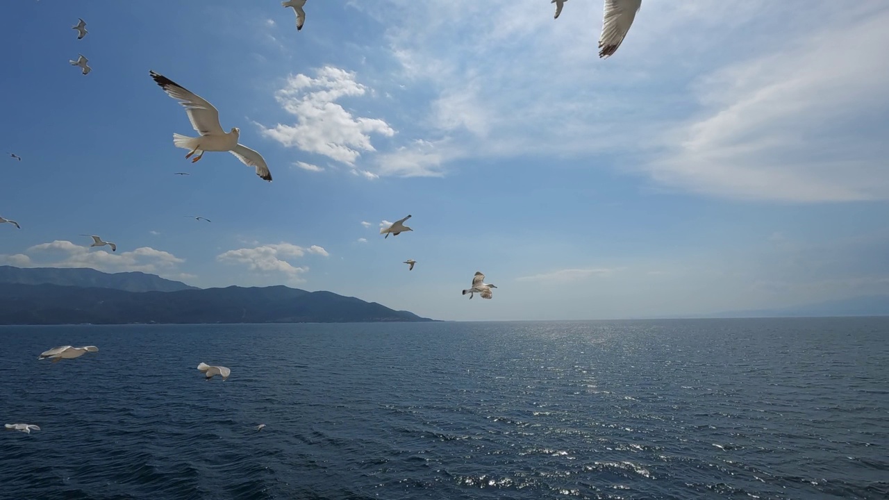 海鸥在海面上飞翔视频素材