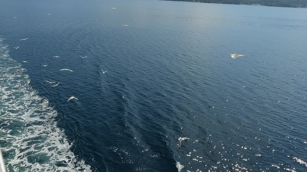 海鸥在海面上飞翔视频素材