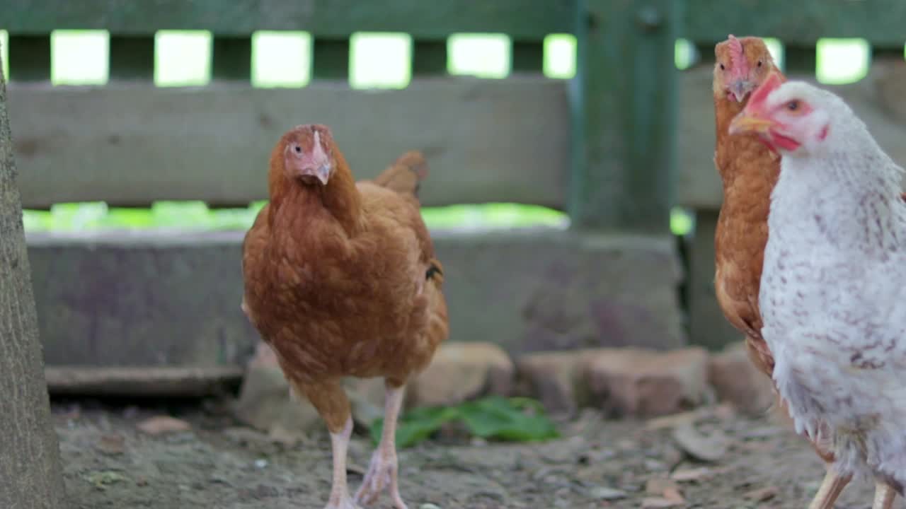 养鸡，家禽概念。白色和红色的鸡在户外。生物农场里有趣的鸟。放养的家禽。饲养鸡。在院子里散步。农业产业。视频素材