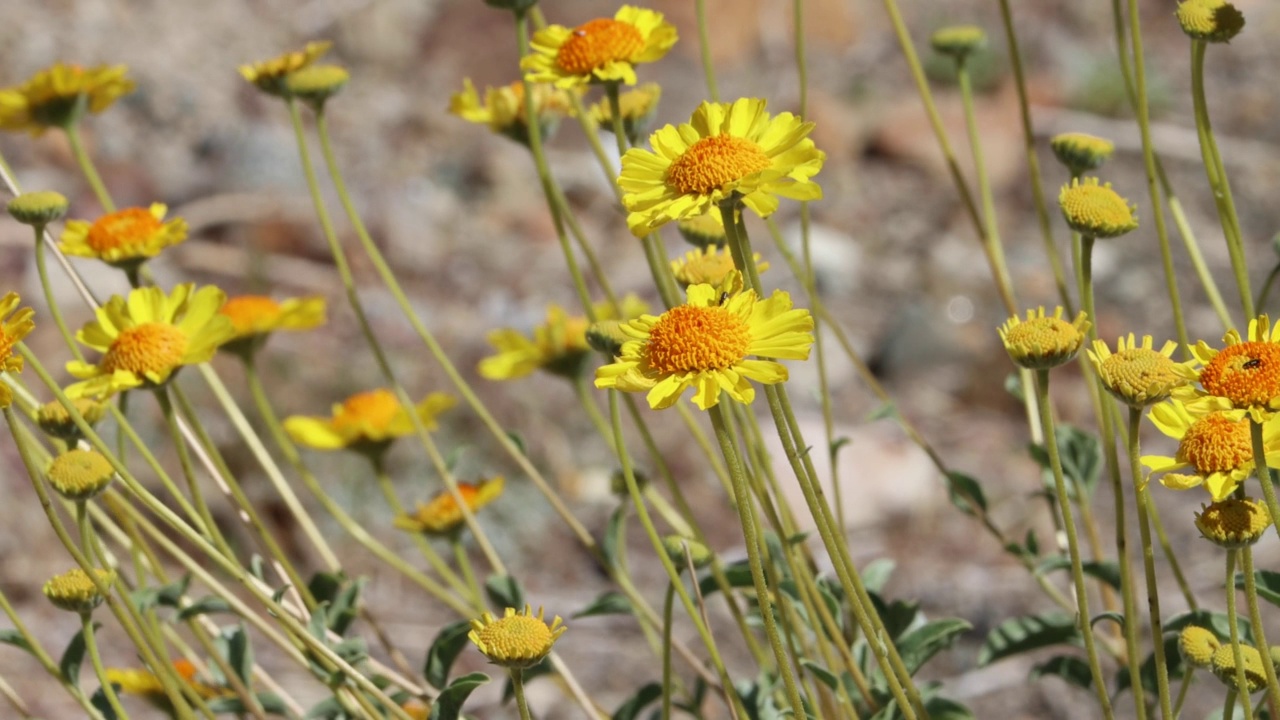 Encelia Actoni Bloom -西莫哈韦沙漠- 051322视频素材