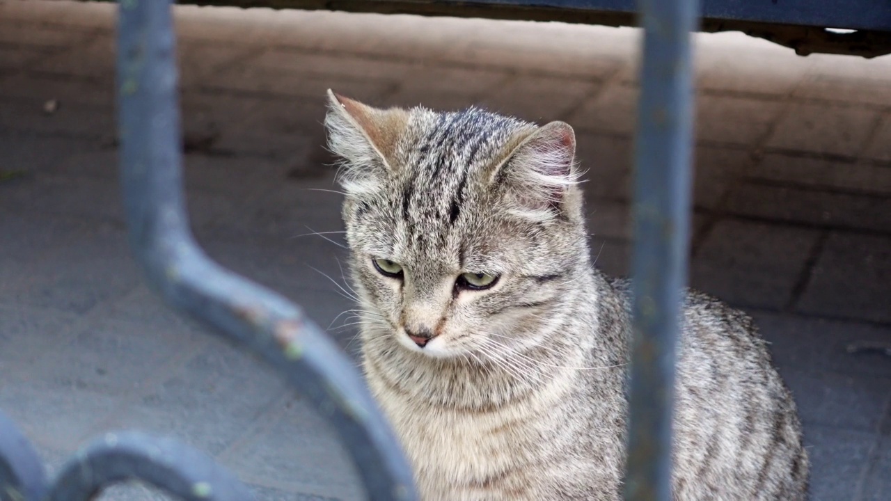 长着条纹毛的猫坐在户外的地上嗅着气味视频素材