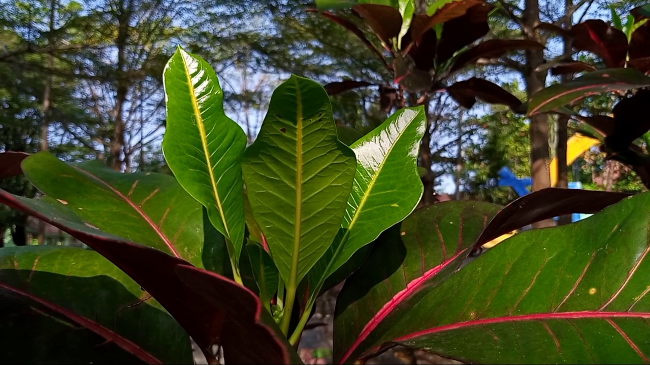 花园中观赏植物的特写视频素材