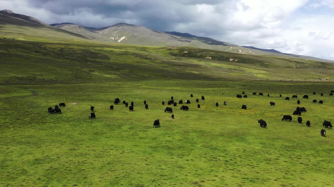 草地上的牛正在吃草视频素材