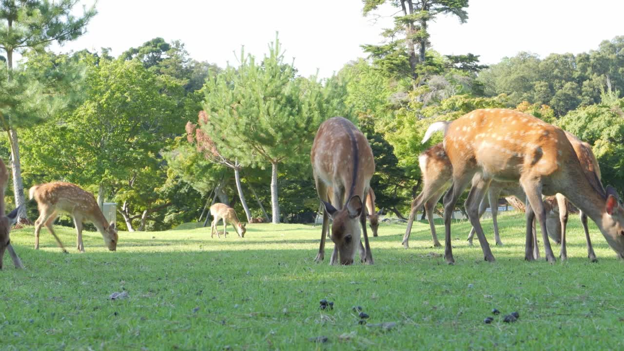 盛夏时节，在奈良公园草地上无忧无虑地吃草的鹿。视频素材