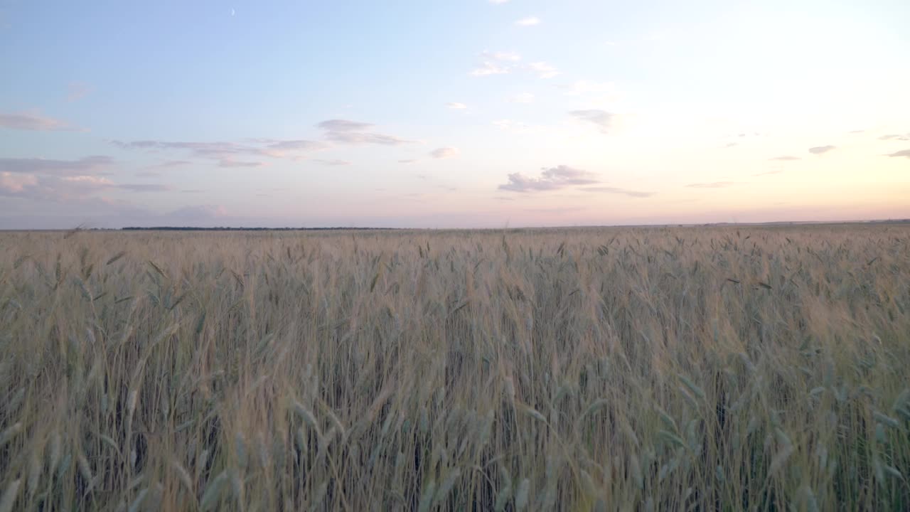 一片黄色的向日葵花在云彩的背景下。向日葵在风中摇曳。夏天阳光明媚，美丽的田野上开满了向日葵。在田野里成熟的庄稼视频素材