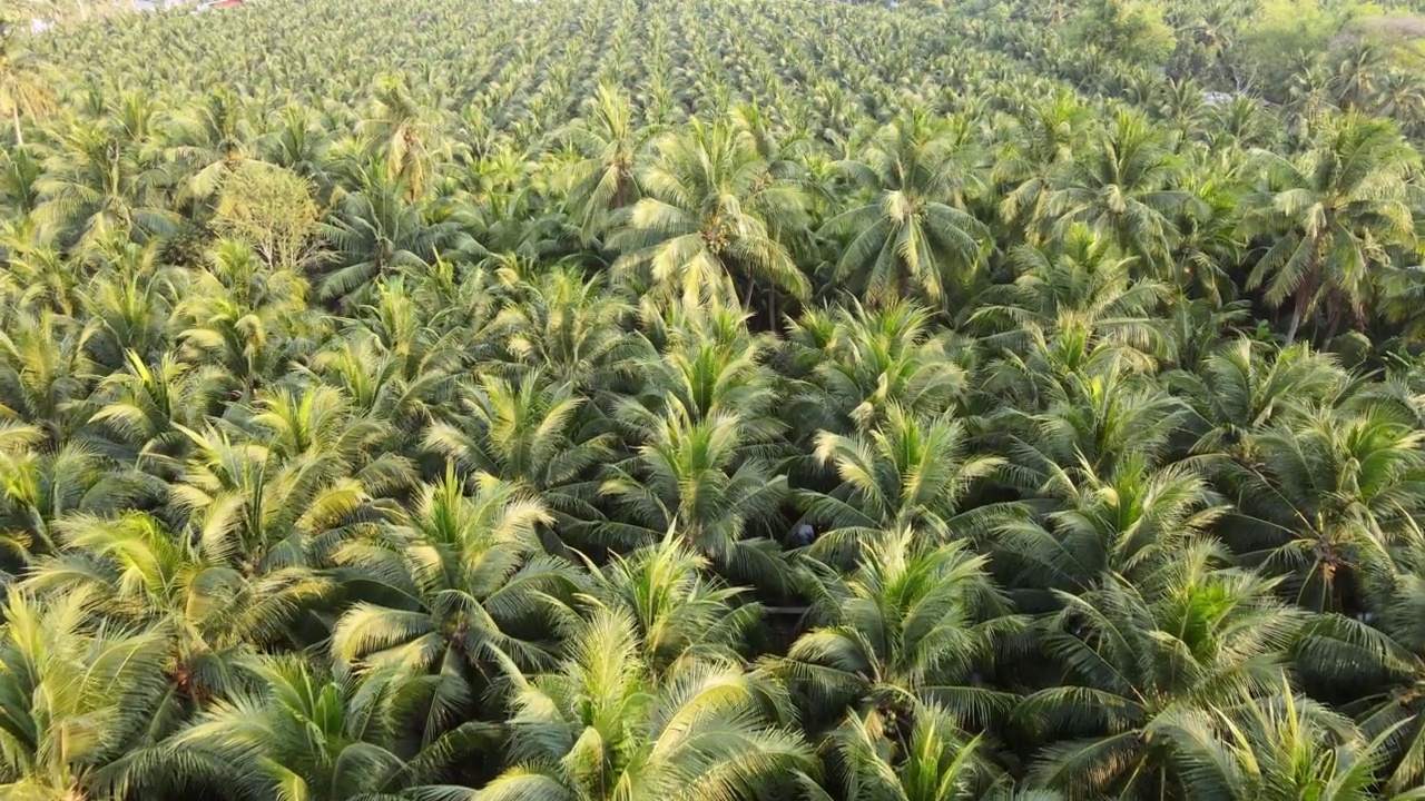 椰子树的鸟瞰图。棕榈油工业林木种植模式。视频素材