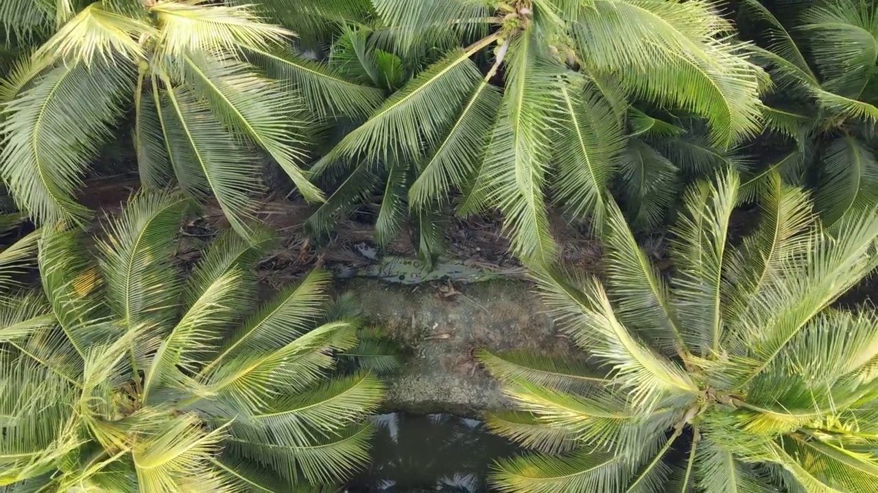 椰子树的鸟瞰图。棕榈油工业林木种植模式。视频素材