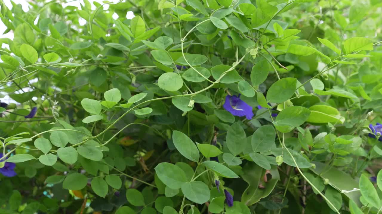 蓝蝴蝶豌豆藤本植物在花园里。蝴蝶豌豆花在绿叶上视频素材