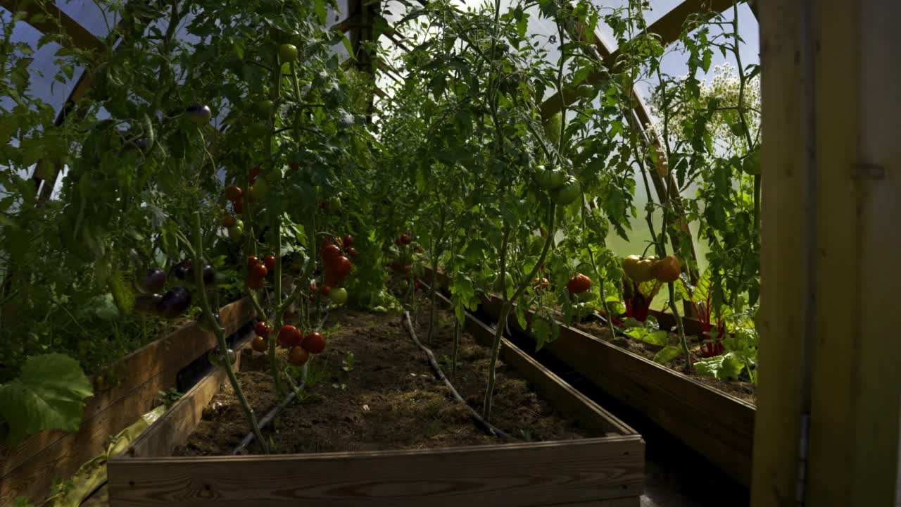 西红柿在阳光明媚的日子里在温室里成熟视频素材