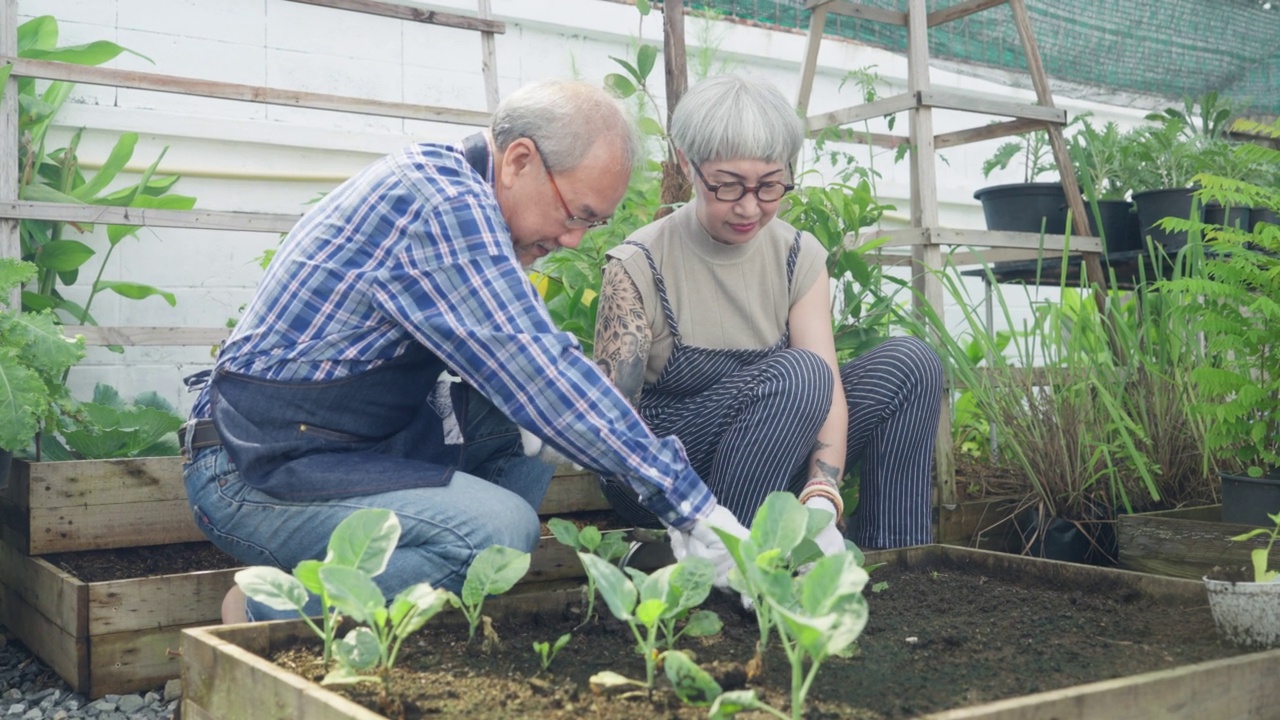 本土生产。一对老夫妇在后院使用园艺工具照顾和照料有机蔬菜视频素材