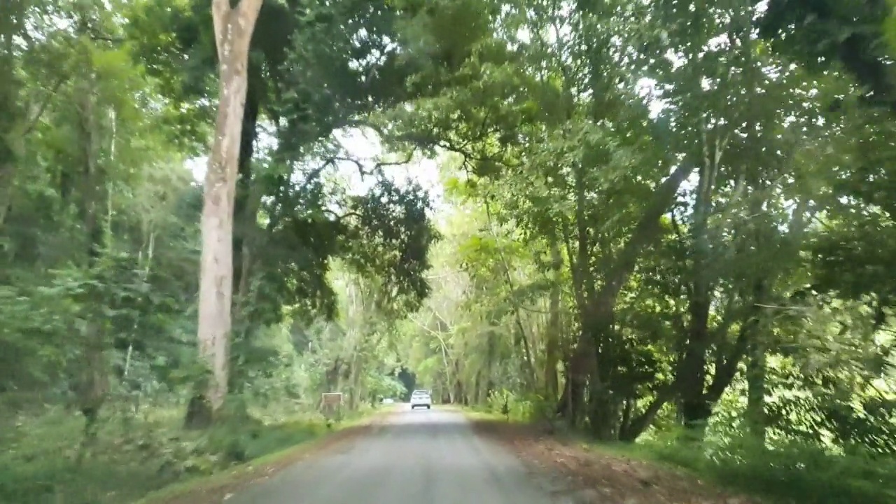 汽车的观点，驾驶在道路上通过森林视频素材