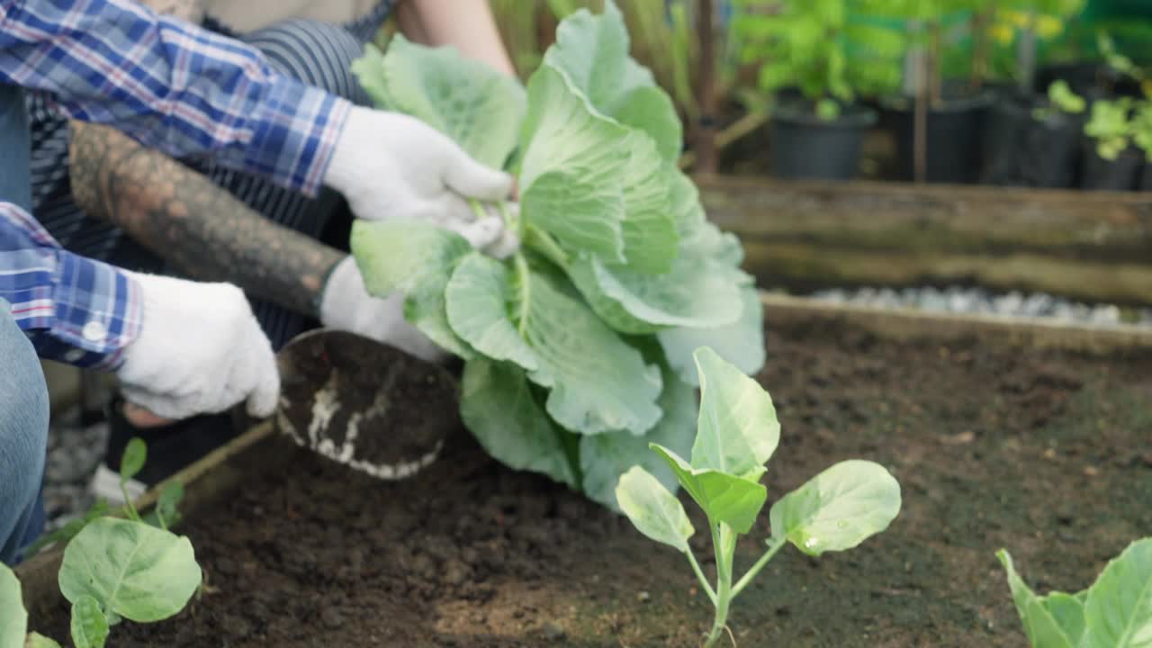 本土生产。一对老夫妇在后院使用园艺工具照顾和照料有机蔬菜视频素材