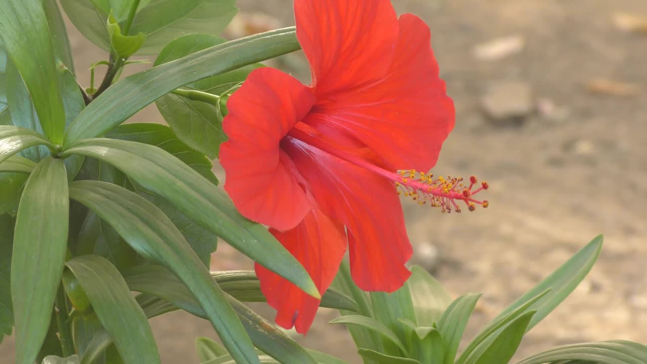 木槿中国花或月季(拉丁语。朱槿)红色视频素材