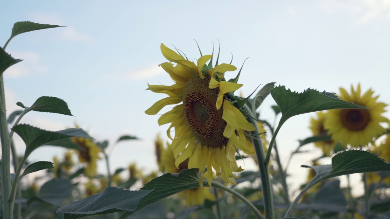 一片黄色的向日葵花在云彩的背景下。向日葵在风中摇曳。夏天阳光明媚，美丽的田野上开满了向日葵。在田野里成熟的庄稼视频素材