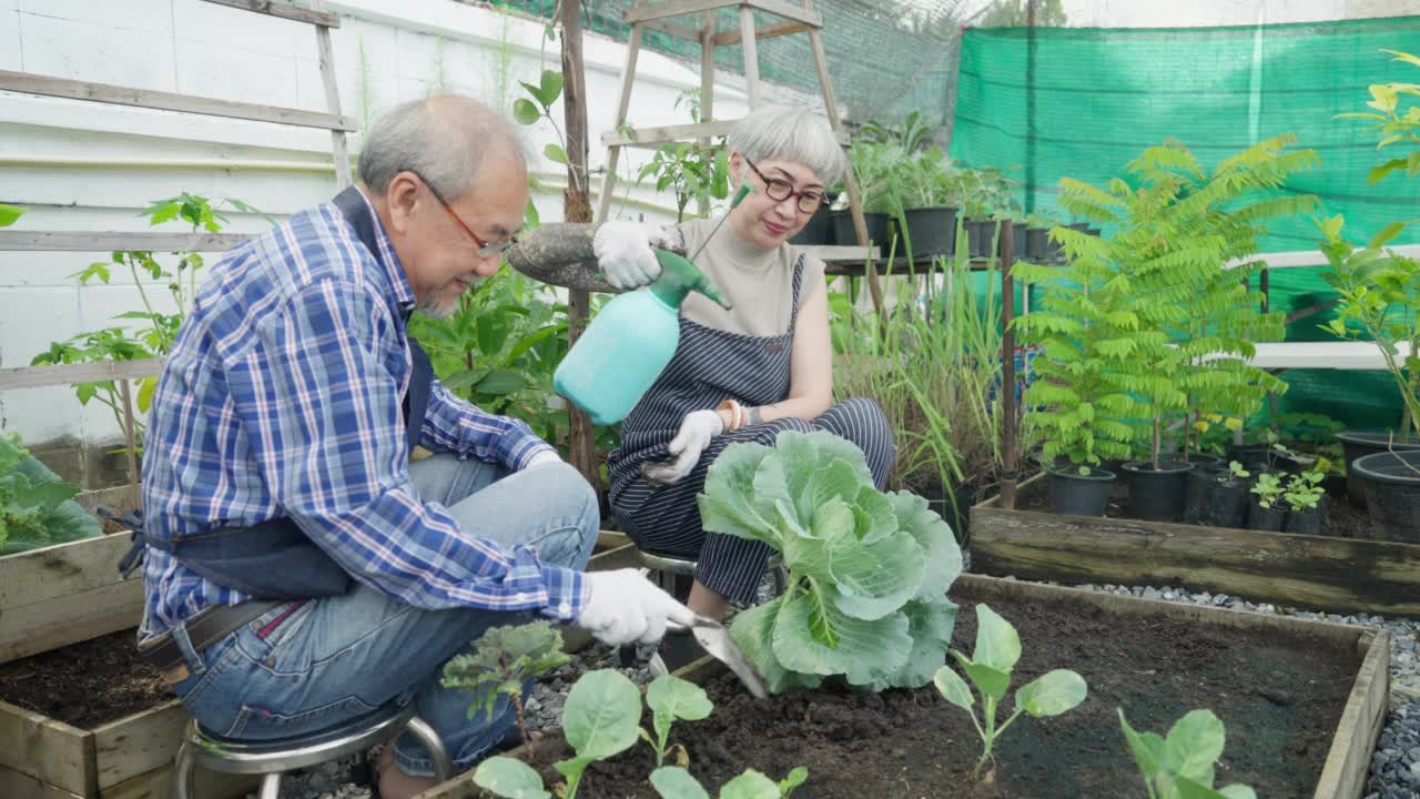 本土生产。一对老夫妇在后院用园艺工具给有机蔬菜浇水。视频素材