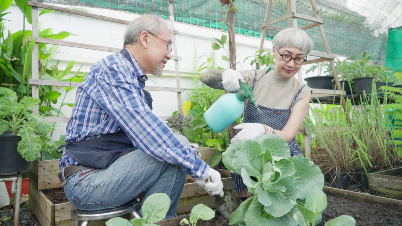 本土生产。一对老夫妇在后院用园艺工具给有机蔬菜浇水视频素材