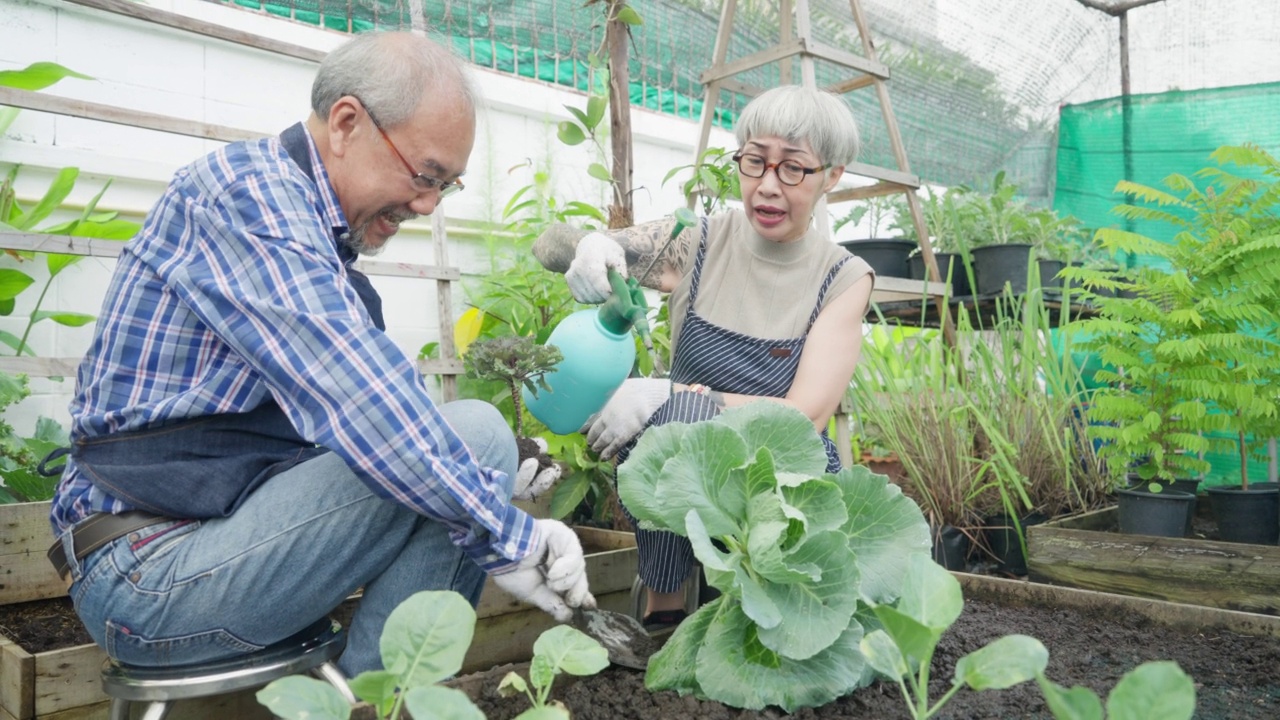 本土生产。一对老夫妇在后院用园艺工具给有机蔬菜浇水视频素材