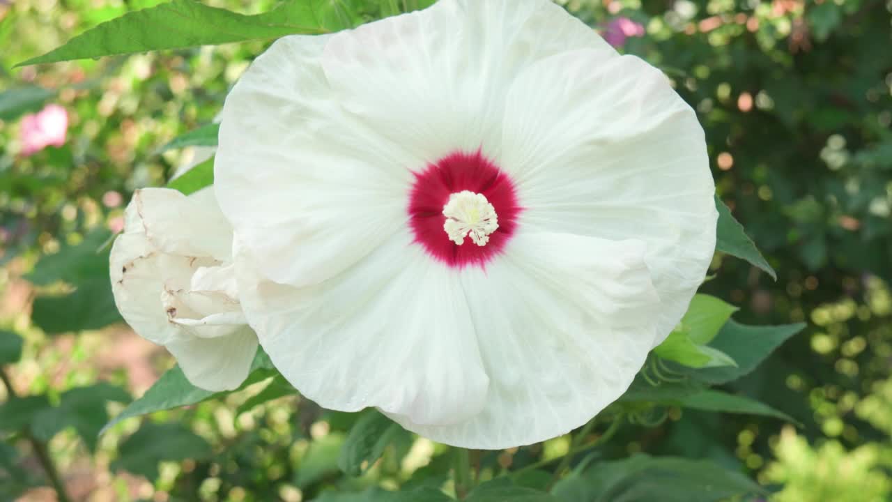 花园里盛开的白色大芙蓉花。特写镜头。视频素材