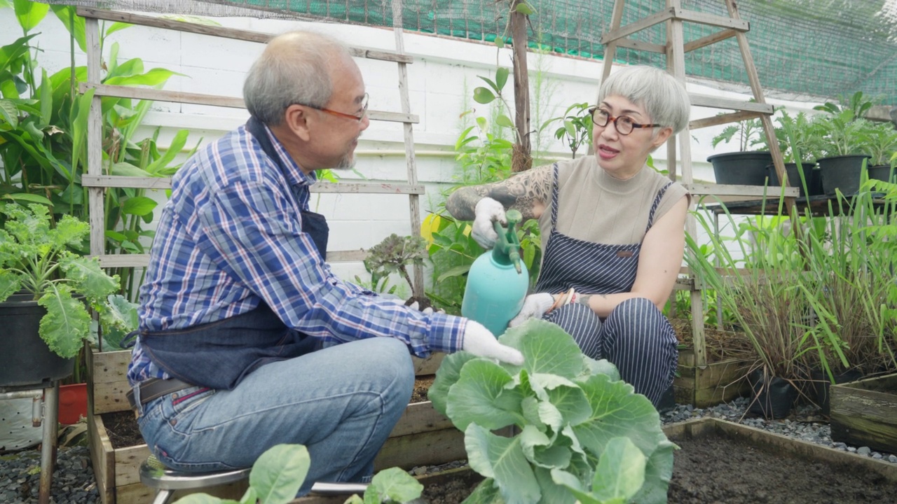 本土生产。一对老夫妇在后院用园艺工具给有机蔬菜浇水视频素材