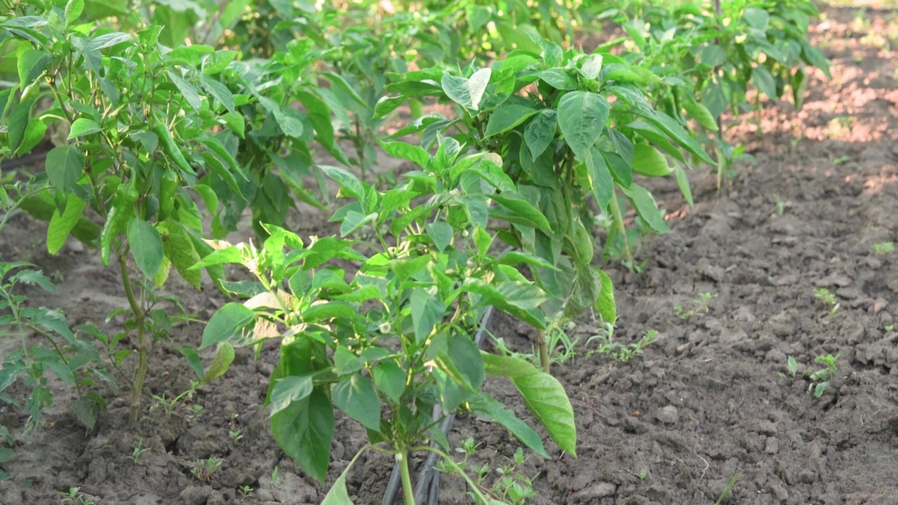 花园中一排排植物之间放置着用于滴灌的塑料管。从容的镜头移动和轻微的颤抖。视频素材