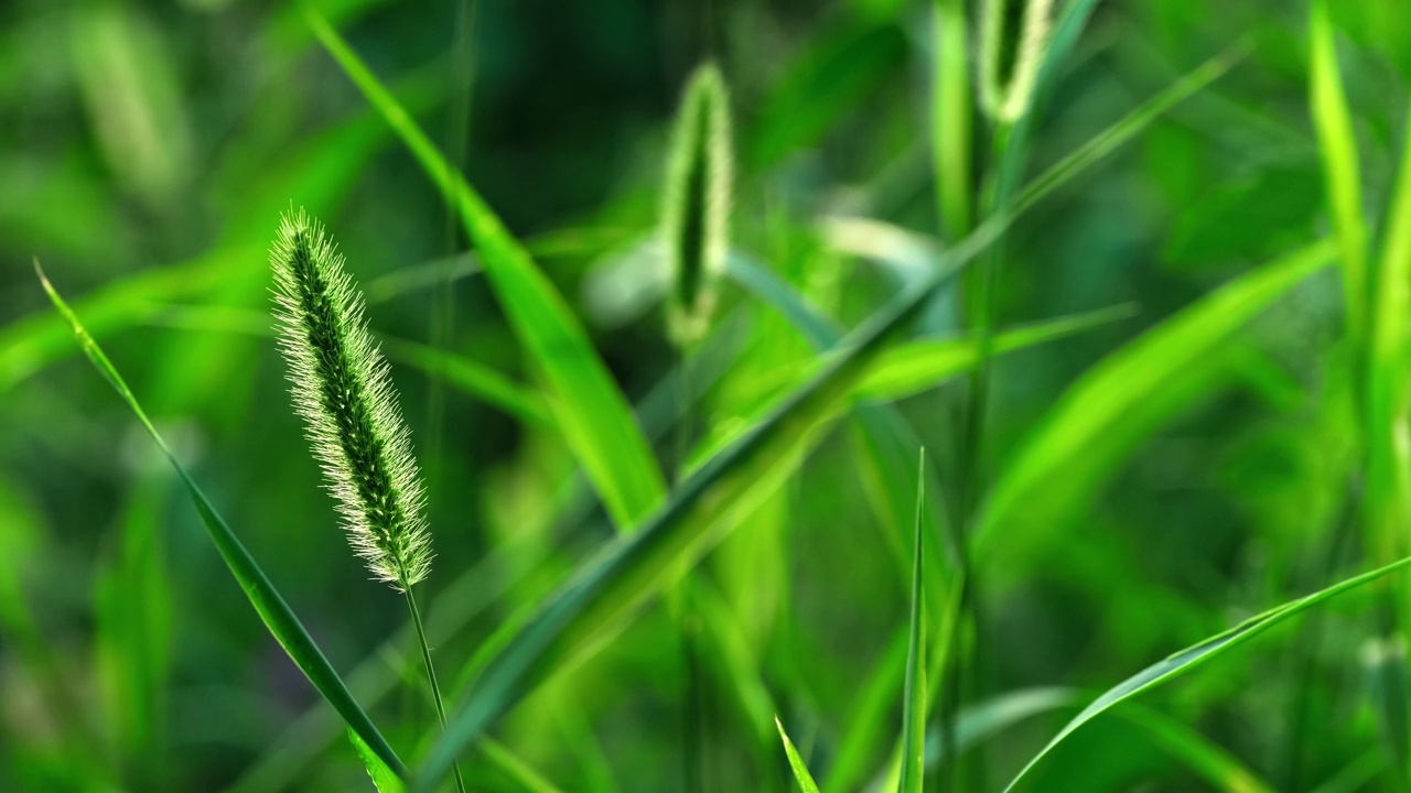 自然背景。野生的绿草，小穗在风中平稳地摆动视频素材