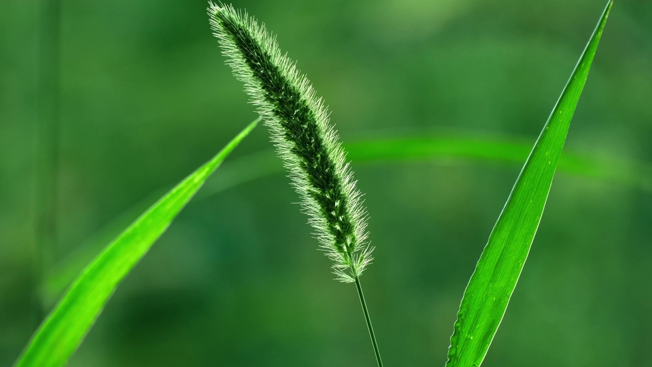 自然背景。野生的绿草，小穗在风中平稳地摆动视频素材