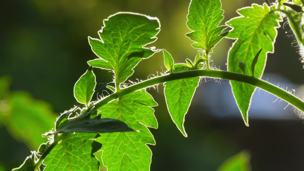 盛开的番茄灌木的特写。花园苗圃里未熟的西红柿。温室中番茄的授粉。黄色的番茄花。花园里盛开的番茄，户外特写视频素材