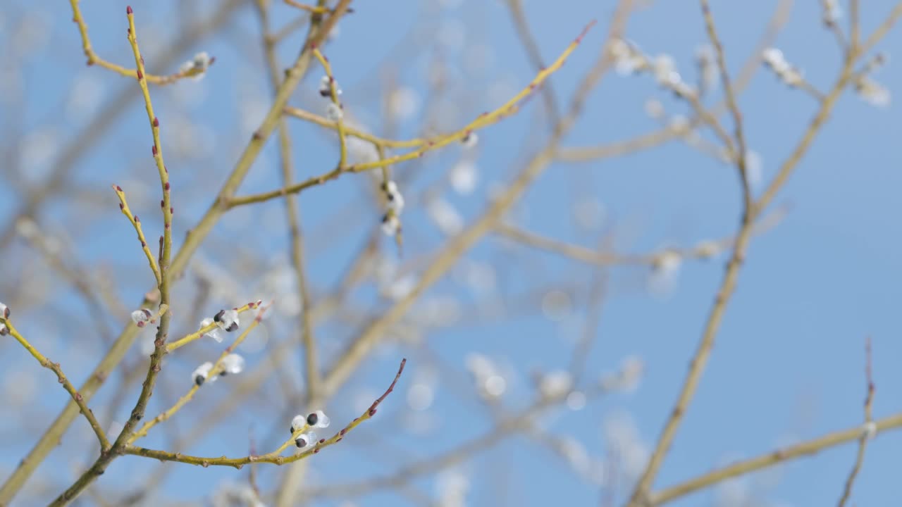 冰封的柳枝在风中舞动，美丽动人。复活节的象征。散景。视频素材