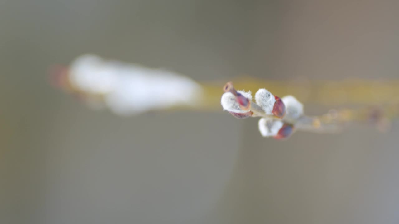 开花的柳条在春天冰封的时候。盛开的树木。散景。视频素材