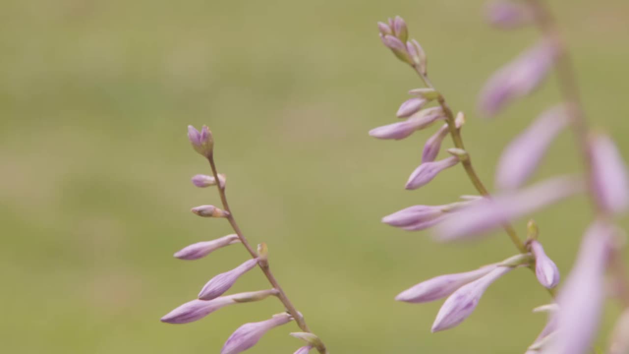 花园里的花(机架焦点)视频素材