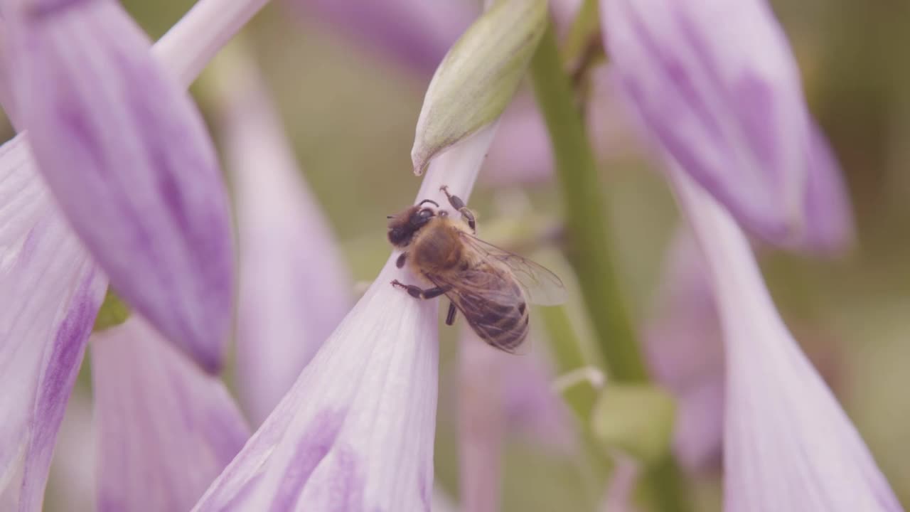 蜜蜂在花园里视频素材