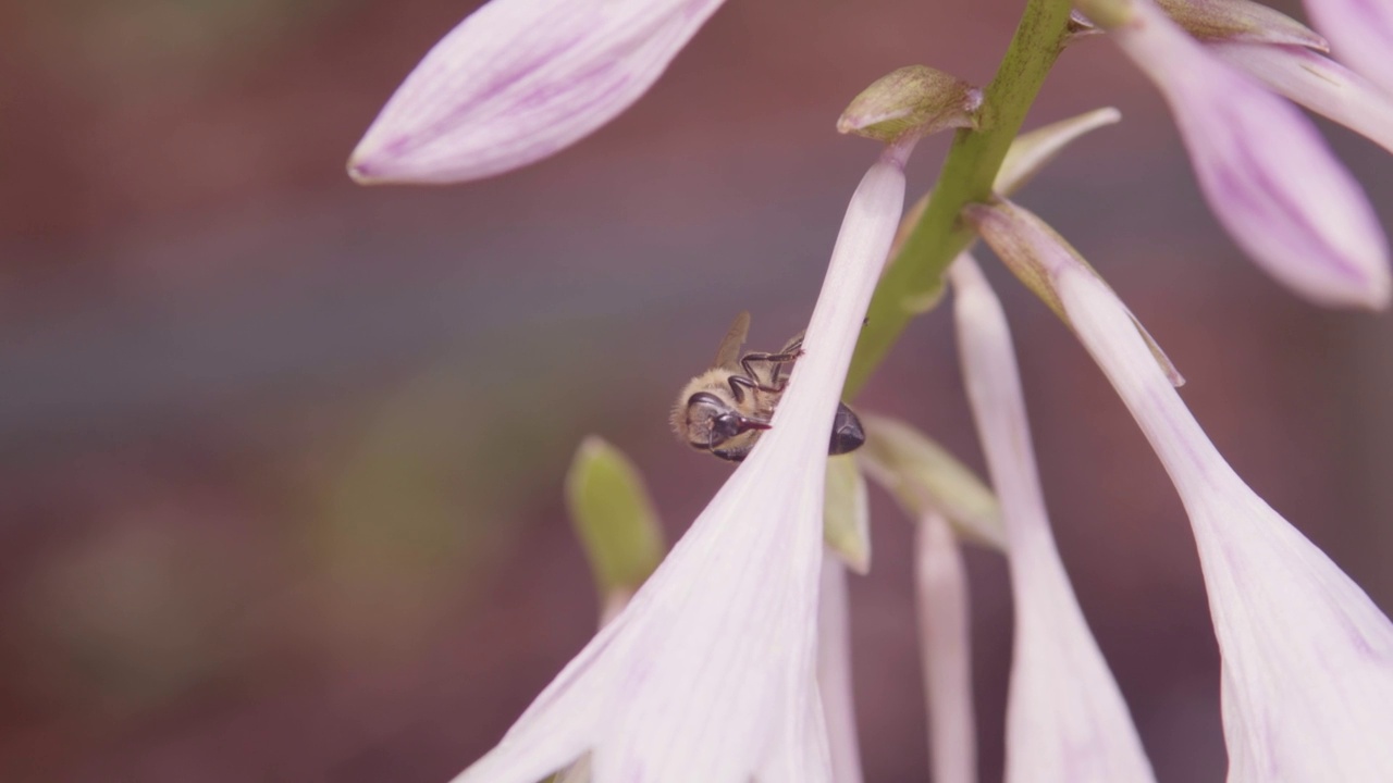 蜜蜂在花园里视频素材