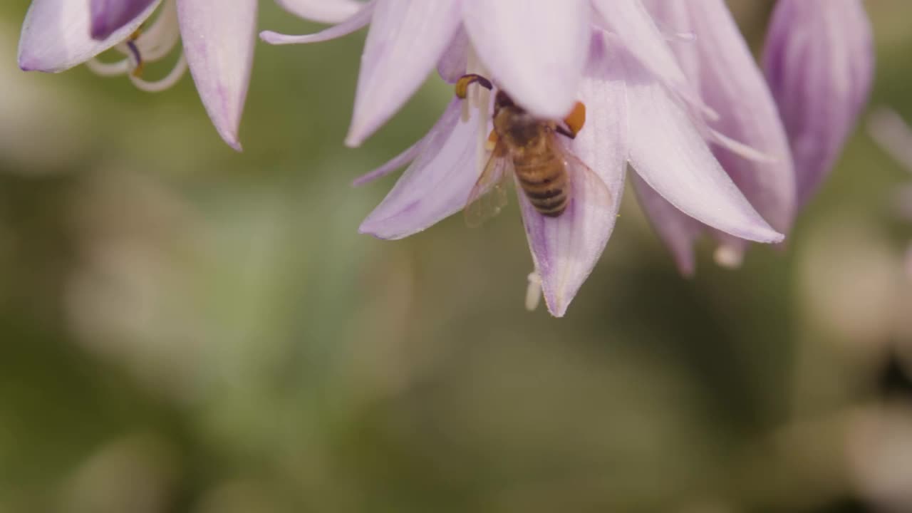 蜜蜂在花园里视频素材