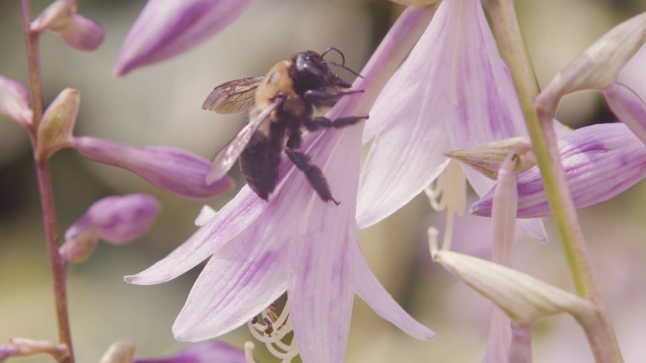 Beein花园视频素材