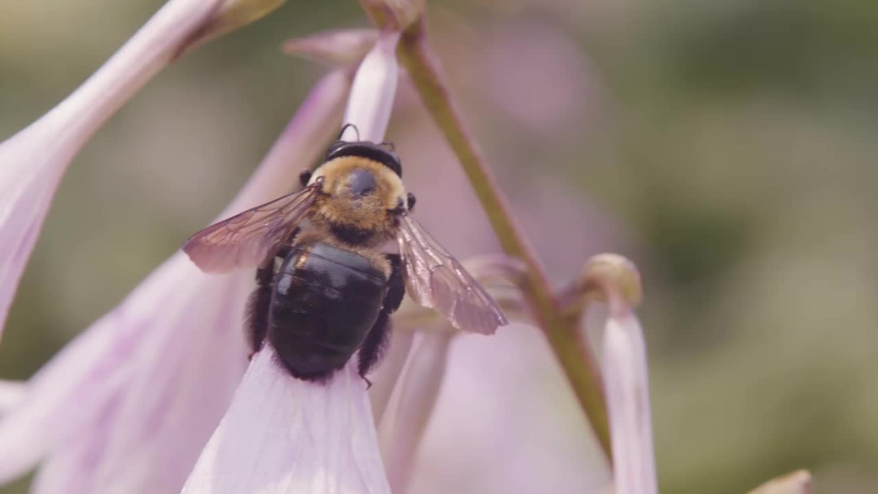 大黄蜂在花园视频素材