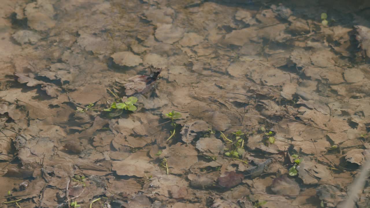 森林里的小溪在春天融化水。雪融化形成一条小溪。视频素材