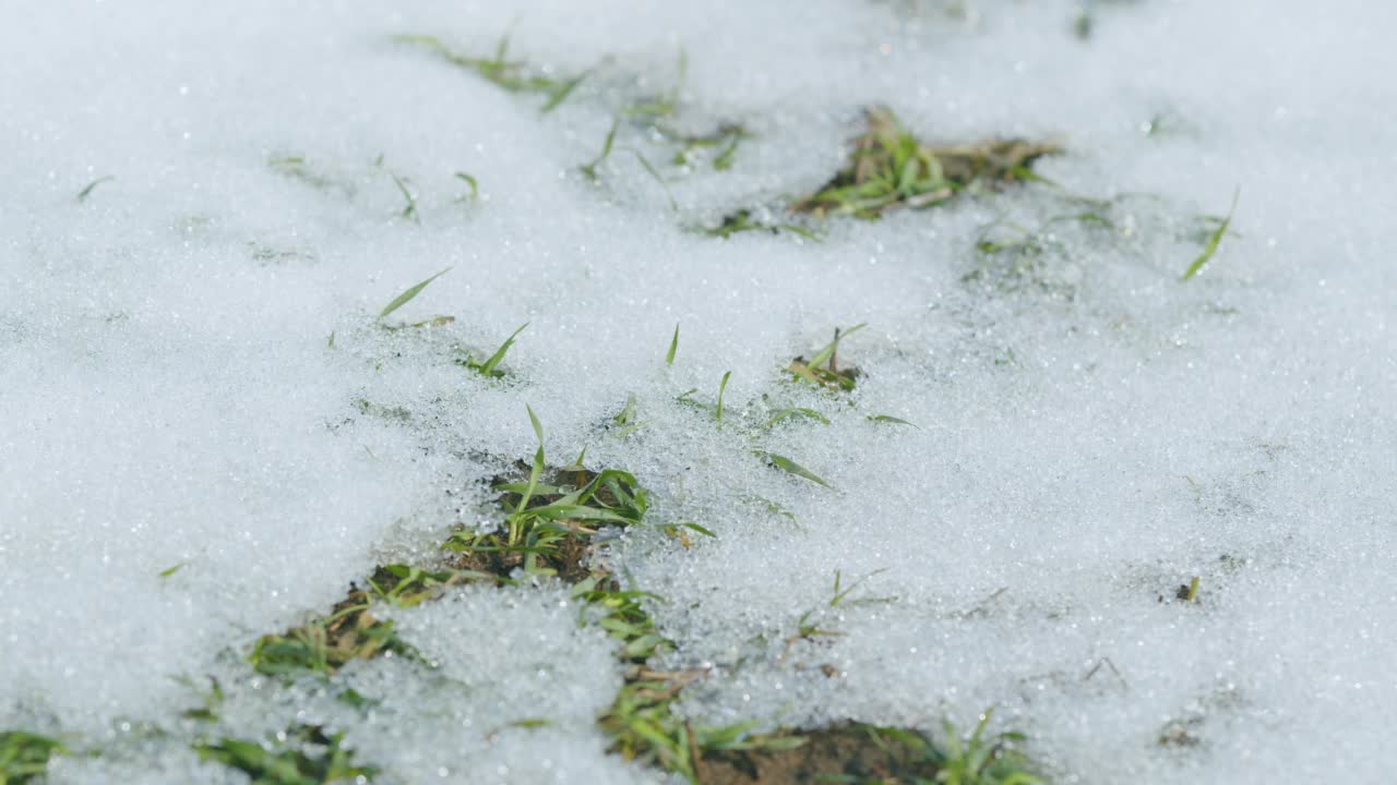 麦田里的雪在春天融化。绿草从白雪下探出头来。时间流逝。视频素材